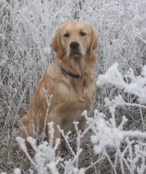 Arko im Schnee